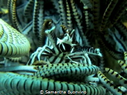 Squat lobster (crinoid crab) directing his orchestra. Mus... by Samantha Buonvino 